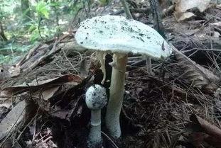 718黑瓜吃料蘑菇视频在线观看,趣味视频在线观看